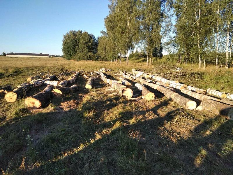 «Черные лесорубы» уничтожили 29 берез в Дубровском лесничестве