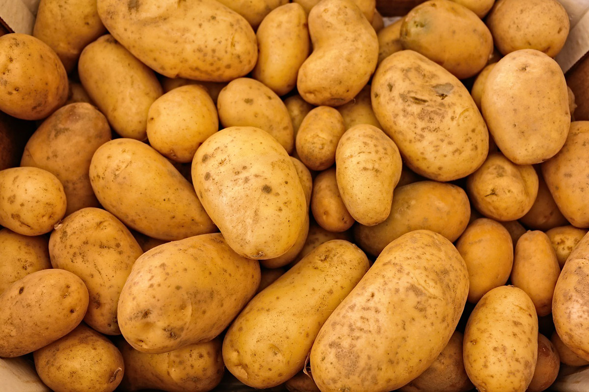 В Брянской области ищут место для строительства завода по переработке картофеля