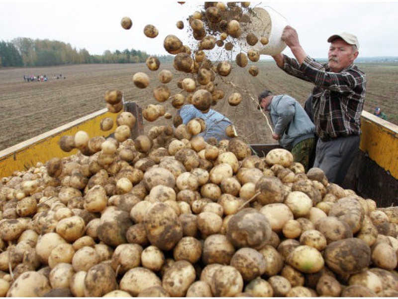 В Стародубском районе аграрии добились небывалого урожая картофеля