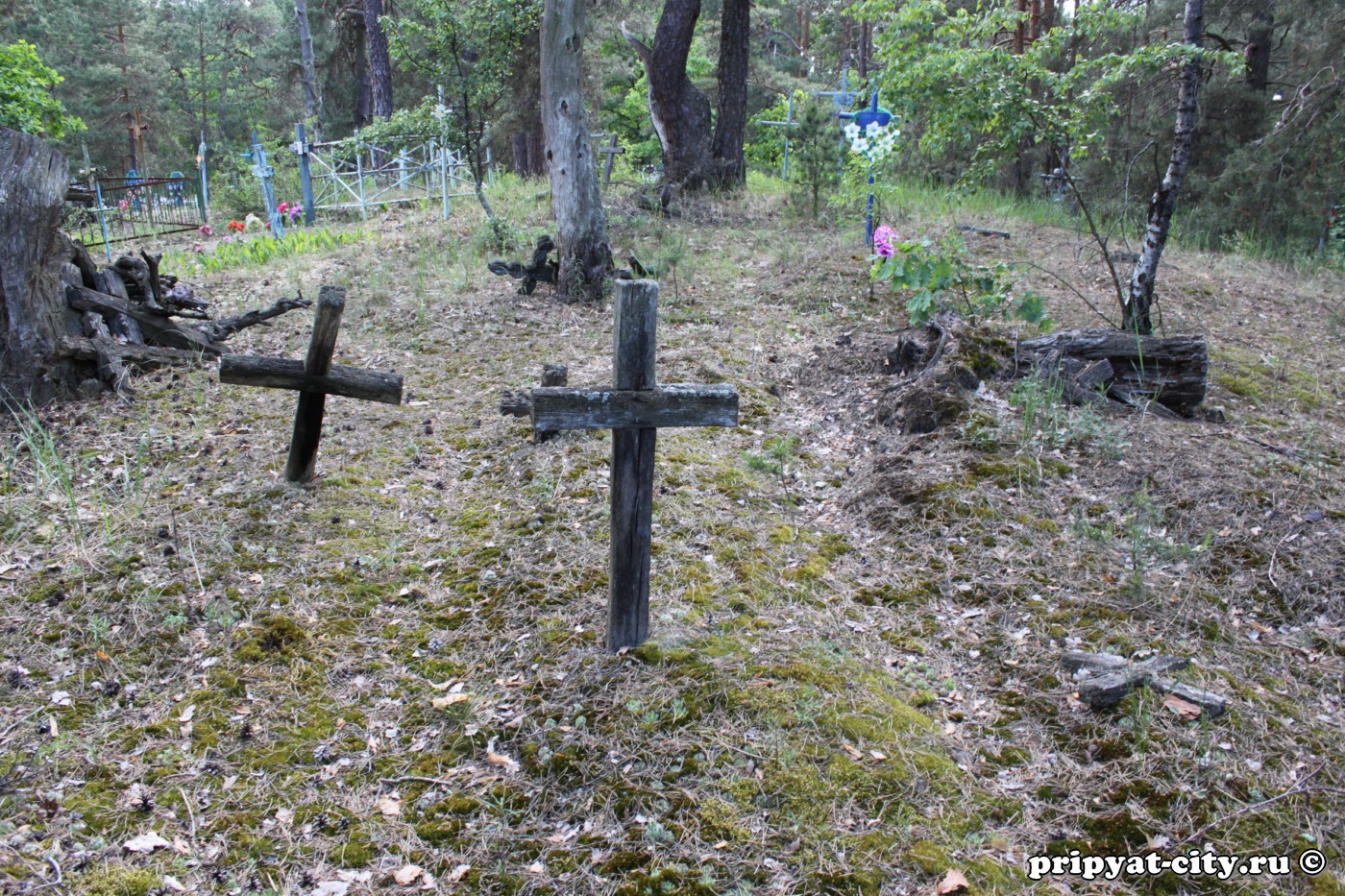 В Выгоничском районе нашли три неучтенные кладбища