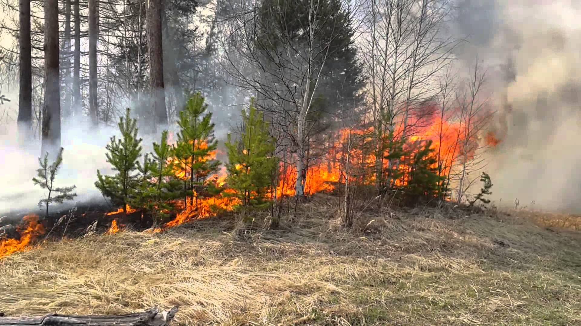 В Навлинском районе больше часа тушили горящий лес