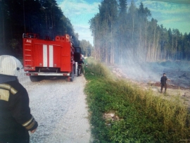 Под Брянском два часа тушили горящий лес