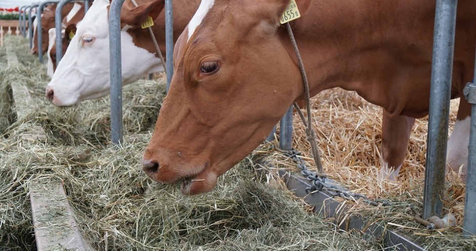 В Красноярске чуть не отравили скот кормами из Брянской области