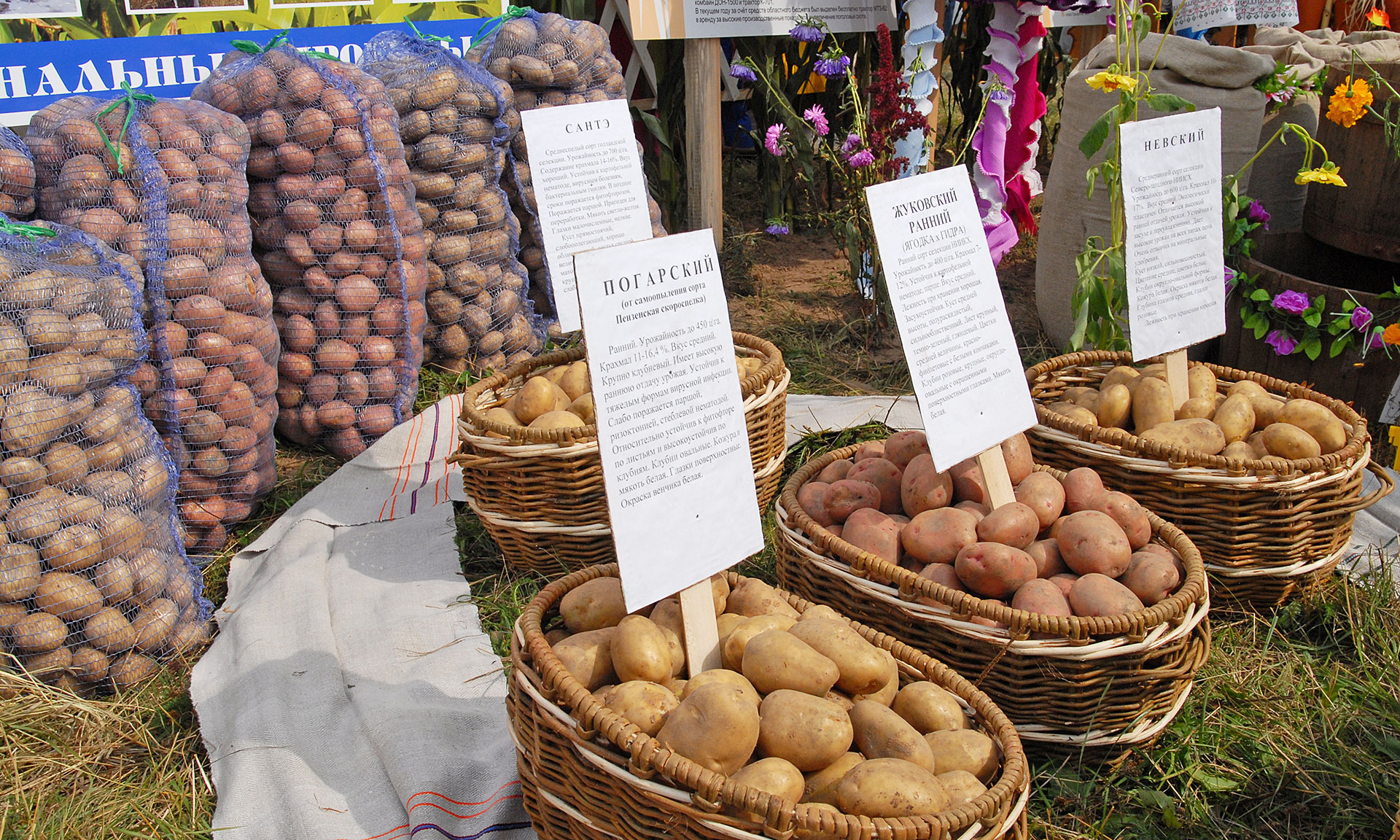 В Брянской области пройдет масштабная международная сельскохозяйственная выставка Russia Potato 2020