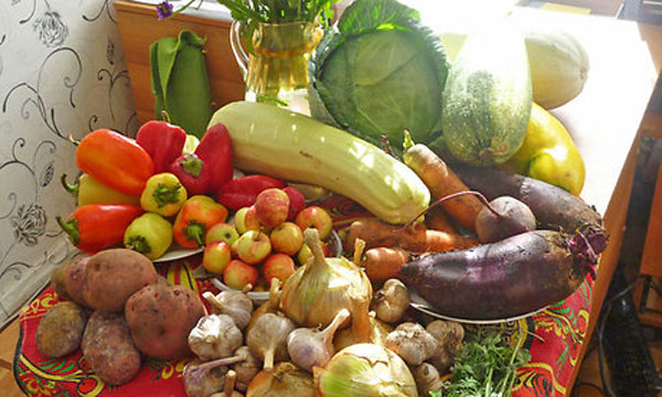 В Брянской области для нуждающихся собрали почти 33 тонны овощей на зиму