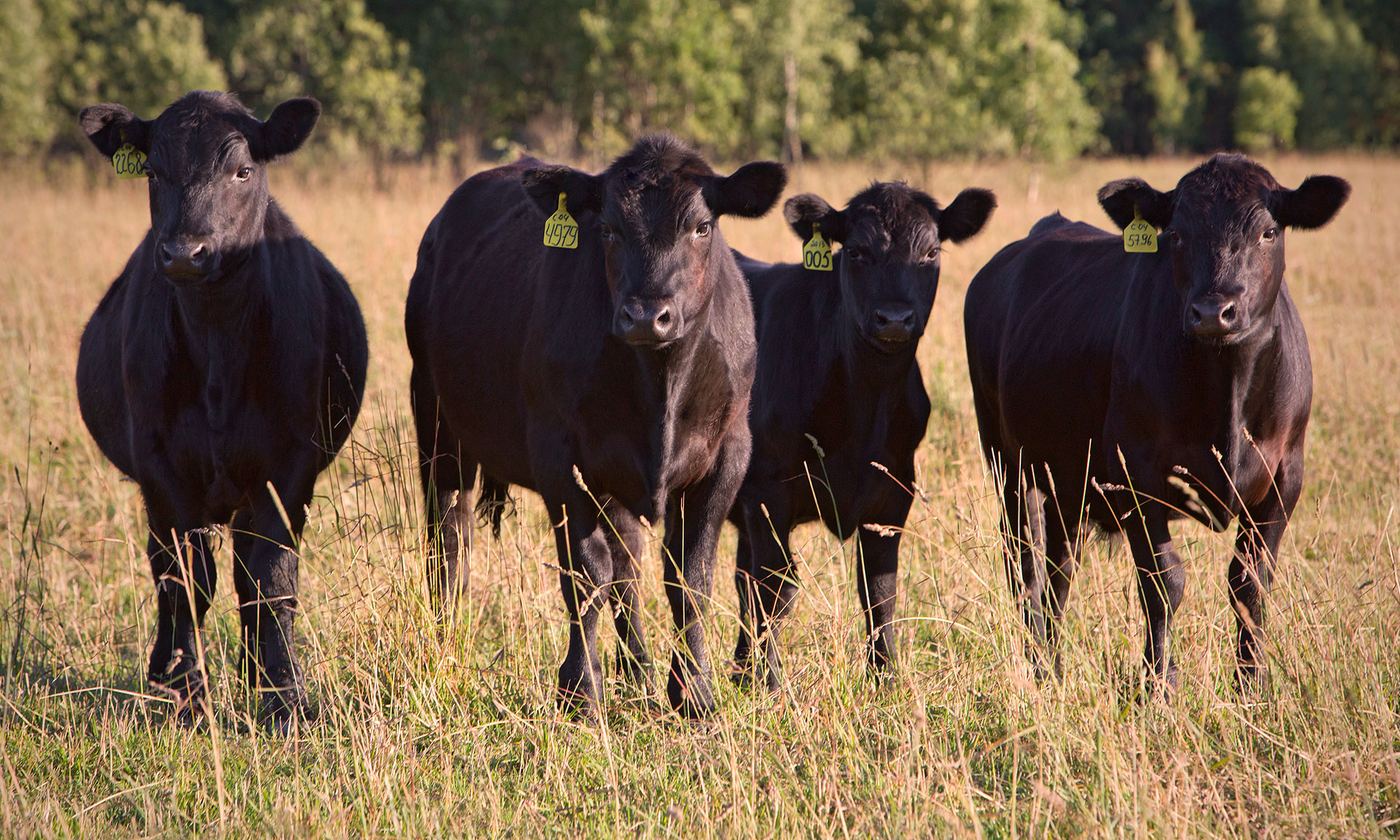 В Брянской области зачипировано 22480 голов крупного рогатого скота