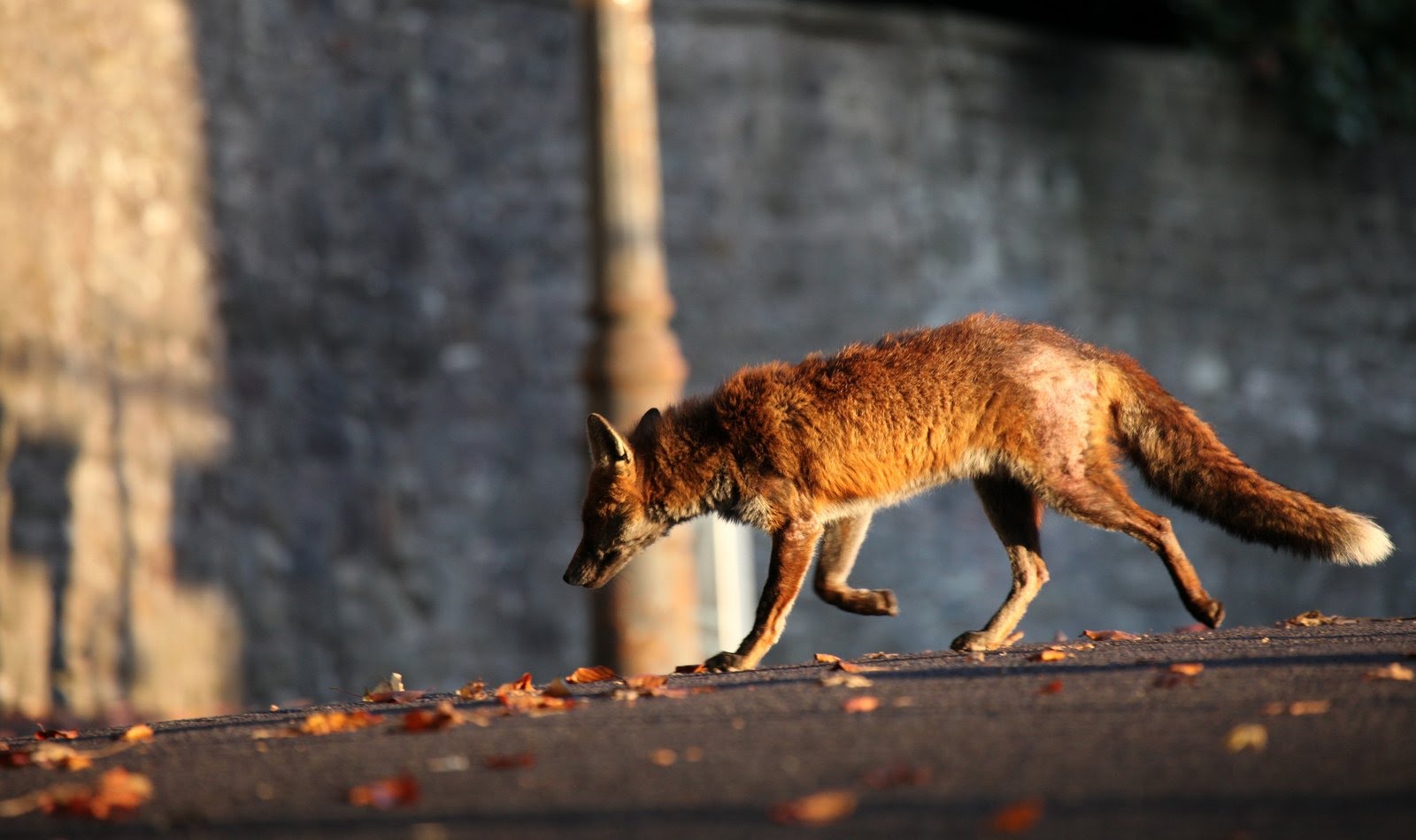 Клинчан напугали бегающие в окрестностях города лисы