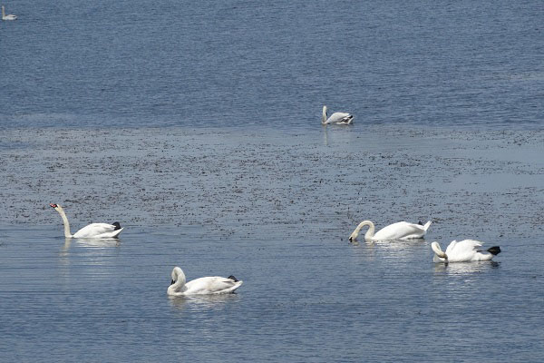 На озере в Стародубском районе поселились лебеди
