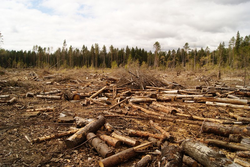С начала года в Брянской области почти на треть выросло число экологических преступлений