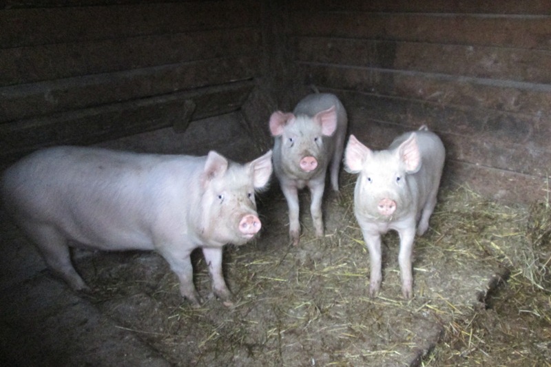 Домашних свиней на Брянщине учитывают «на слово»