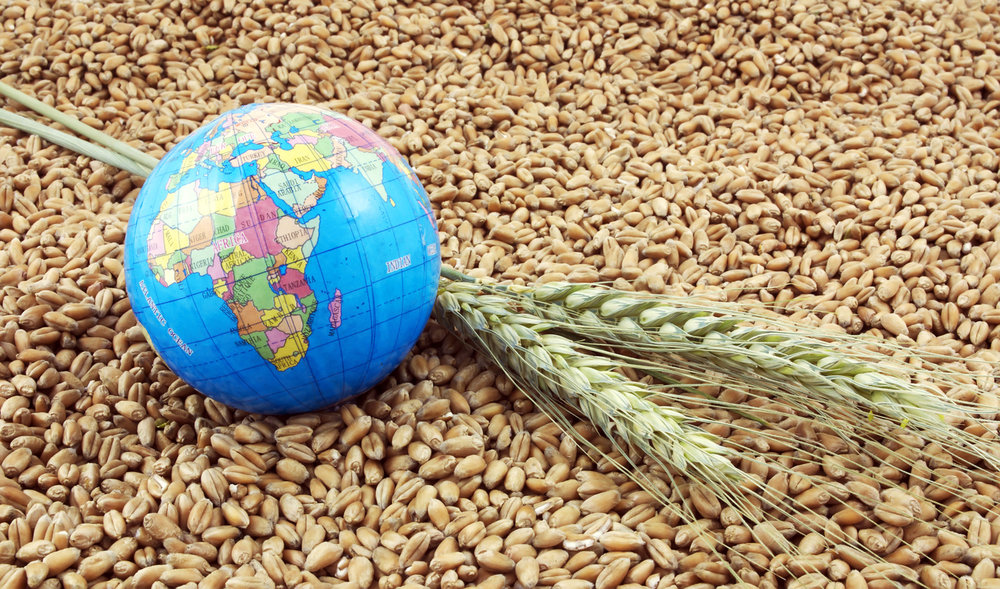 Брянщина экспортирует за рубеж пшеницу, горчицу и семя льна
