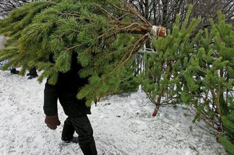 Брянцам предлагают новогодние елки почти даром