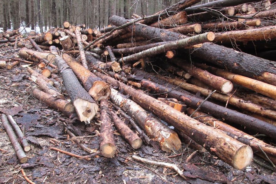 В Почепском районе незаконно вырубили лес на пять миллионов рублей