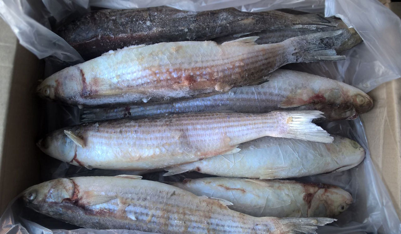 В Брянской области забраковали больше тонны рыбы и морепродуктов