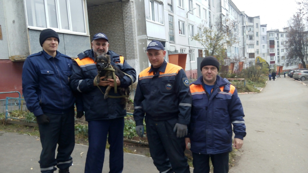 В Брянске спасатели не дали загубить собачье семейство, обреченное на верную гибель