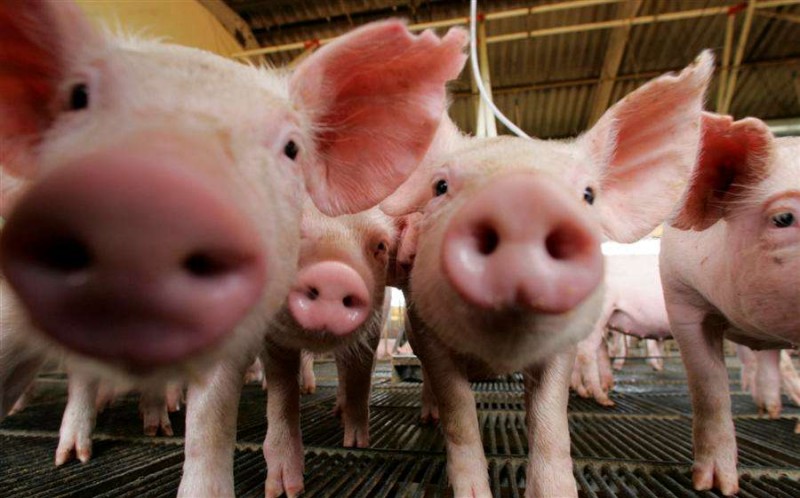 В развитие свиноводства на Брянщине вложат миллионы