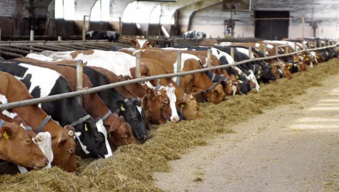 На брянской ферме пытались скрыть внезапный падеж скота