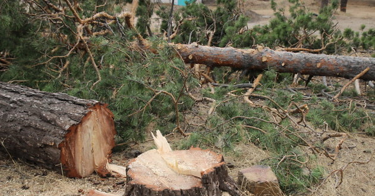 В Карачевском районе незаконно вырубили деревьев на полмиллиона