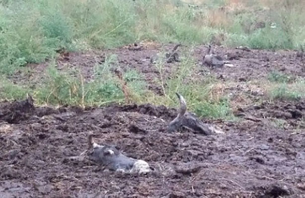 В Погарском районе обнаружились ничьи скотомогильники