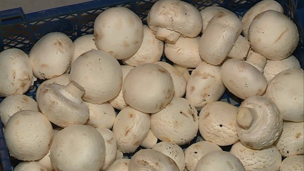 20 тонн сомнительных грибов остановили на брянской границе