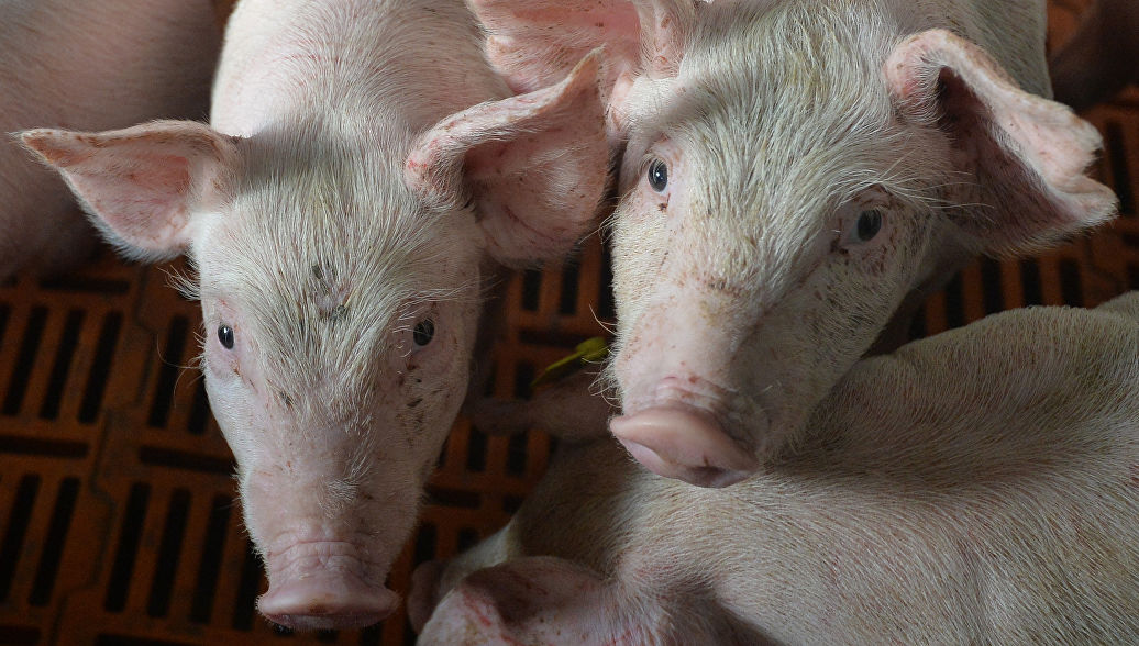 В Брянской области закрыли свиноферму из-за угрозы чумы свиней
