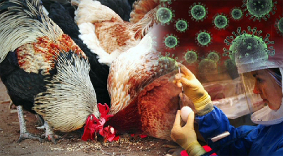 В Брянской области озаботились вероятностью занесения в регион птичьего гриппа