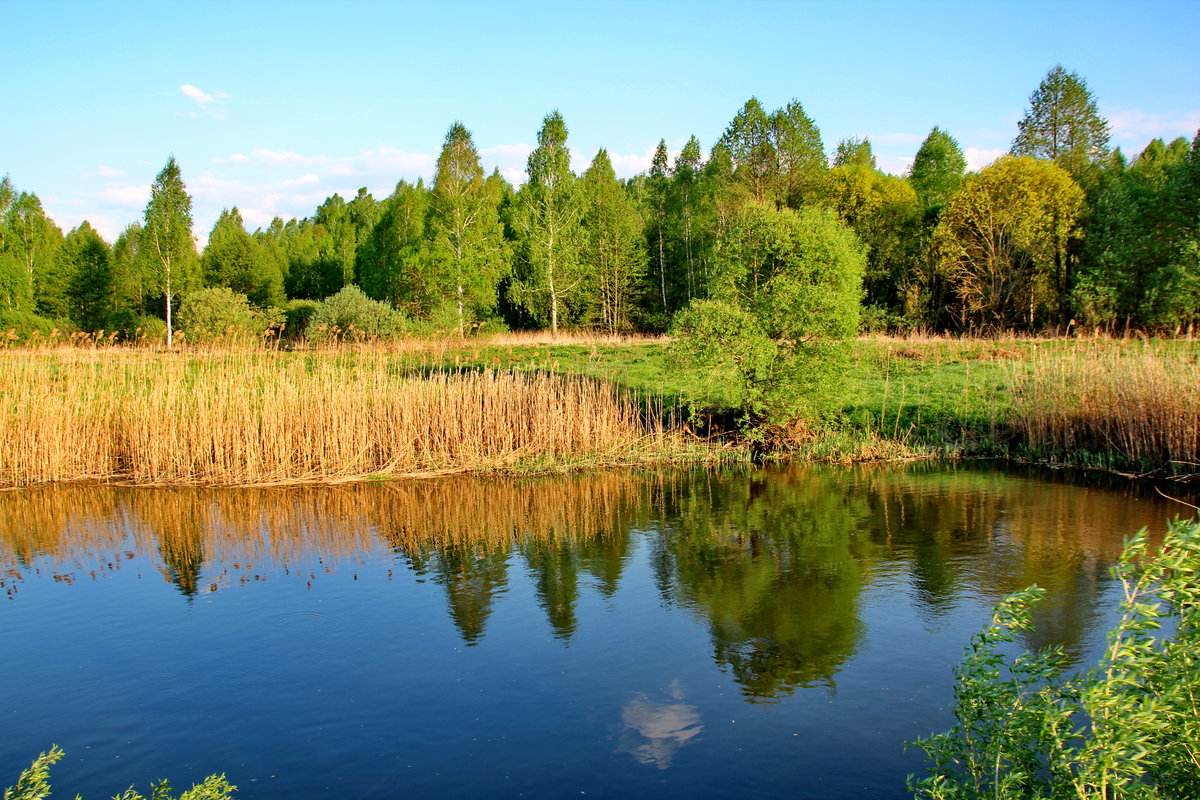 Брянская область оказалась восьмой с конца в экологическом рейтинге российских регионов