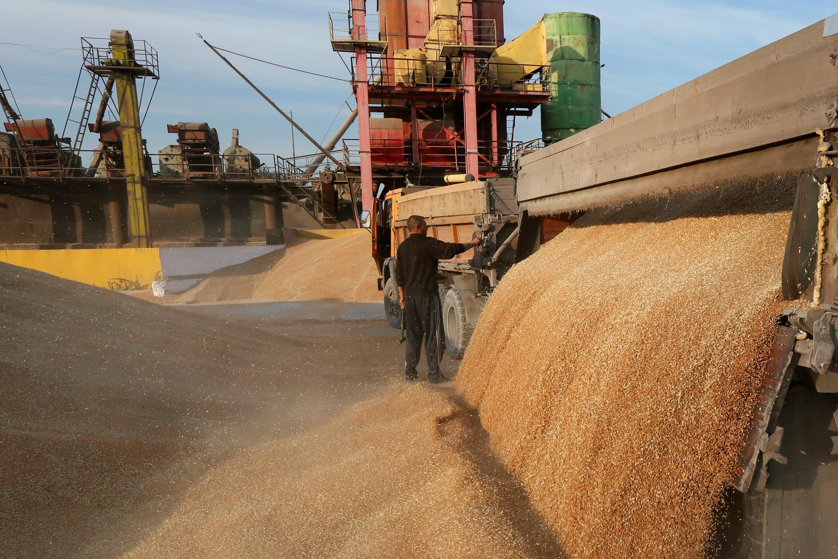 На Брянщине существенно увеличились экспортные отгрузки зерна