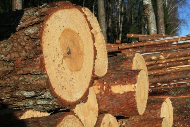 В Почепском районе вырубали лес, позабыв о его восстановлении