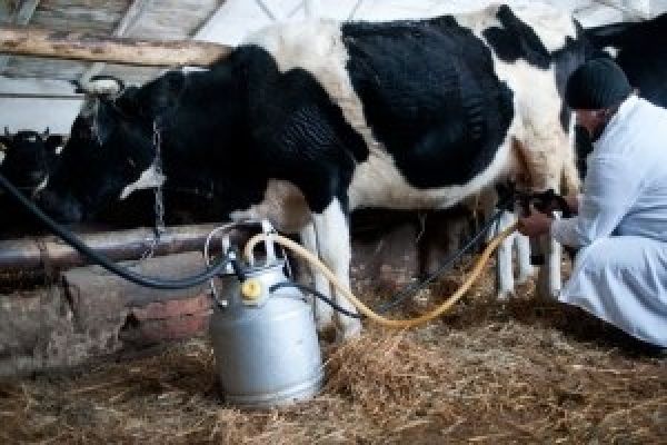 Лучшими по валовому производству молока являются Стародубский и Брянский районы