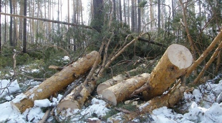 В Брянском районе незаконно спилили 30 кубометров хвойных деревьев