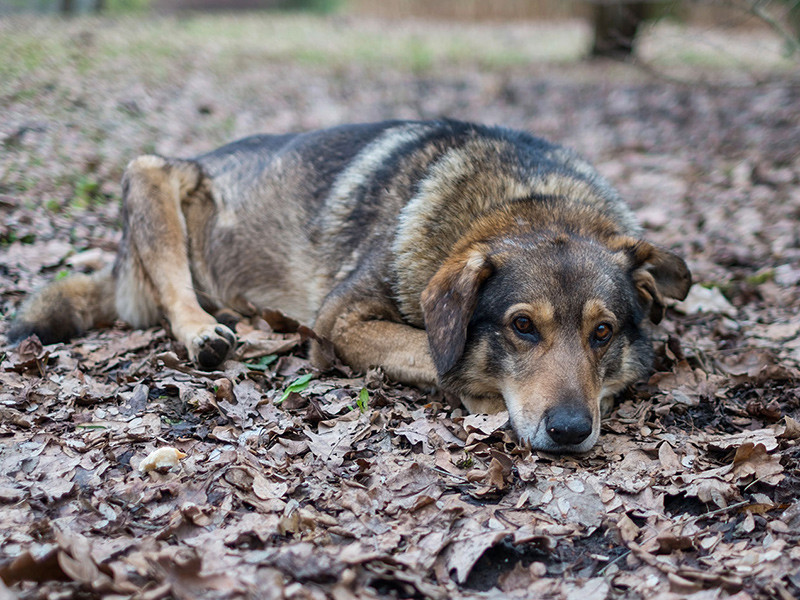 Миллионы направят в Брянске на противостояние сворам брошенных собак