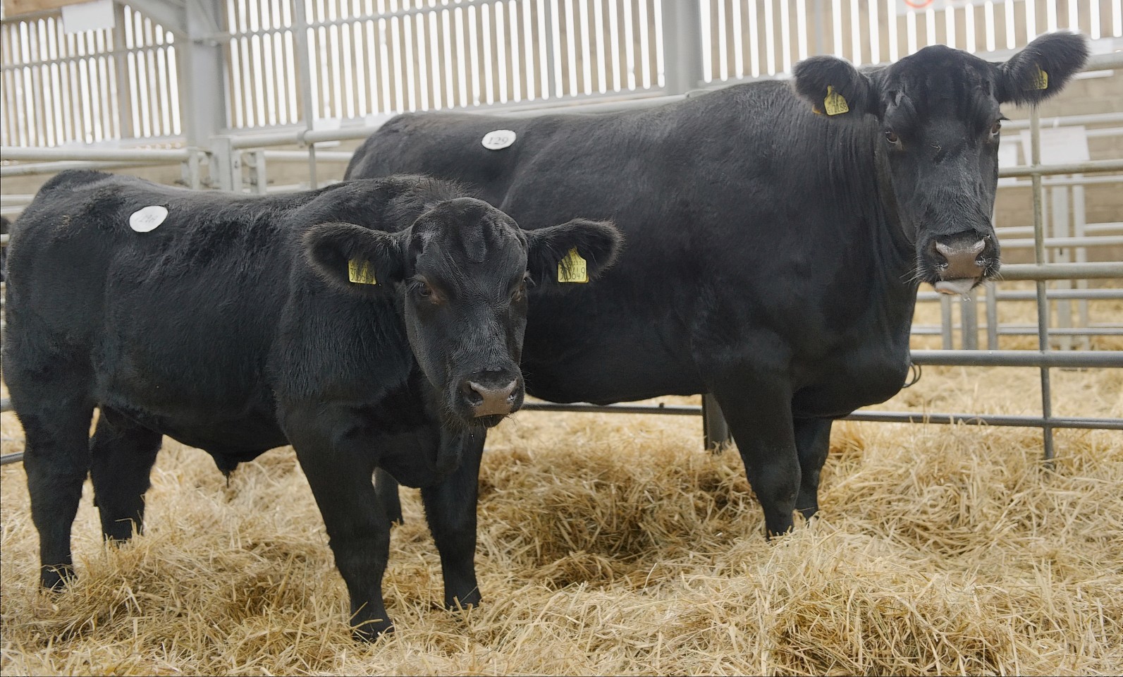 Брянская область уверенно лидирует по поголовью крупного рогатого скота в ЦФО