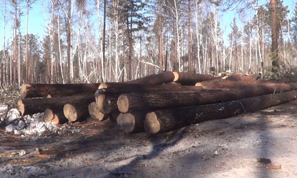 В Брянской области завершено следствие по делу о незаконной вырубке леса