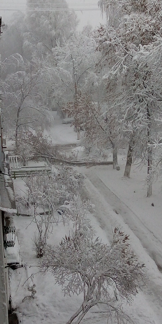 В Брянске под тяжестью снега рухнуло дерево, еще несколько исполинов висят на проводах