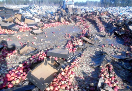 В Брянской области снова закопали в землю тонны яблок