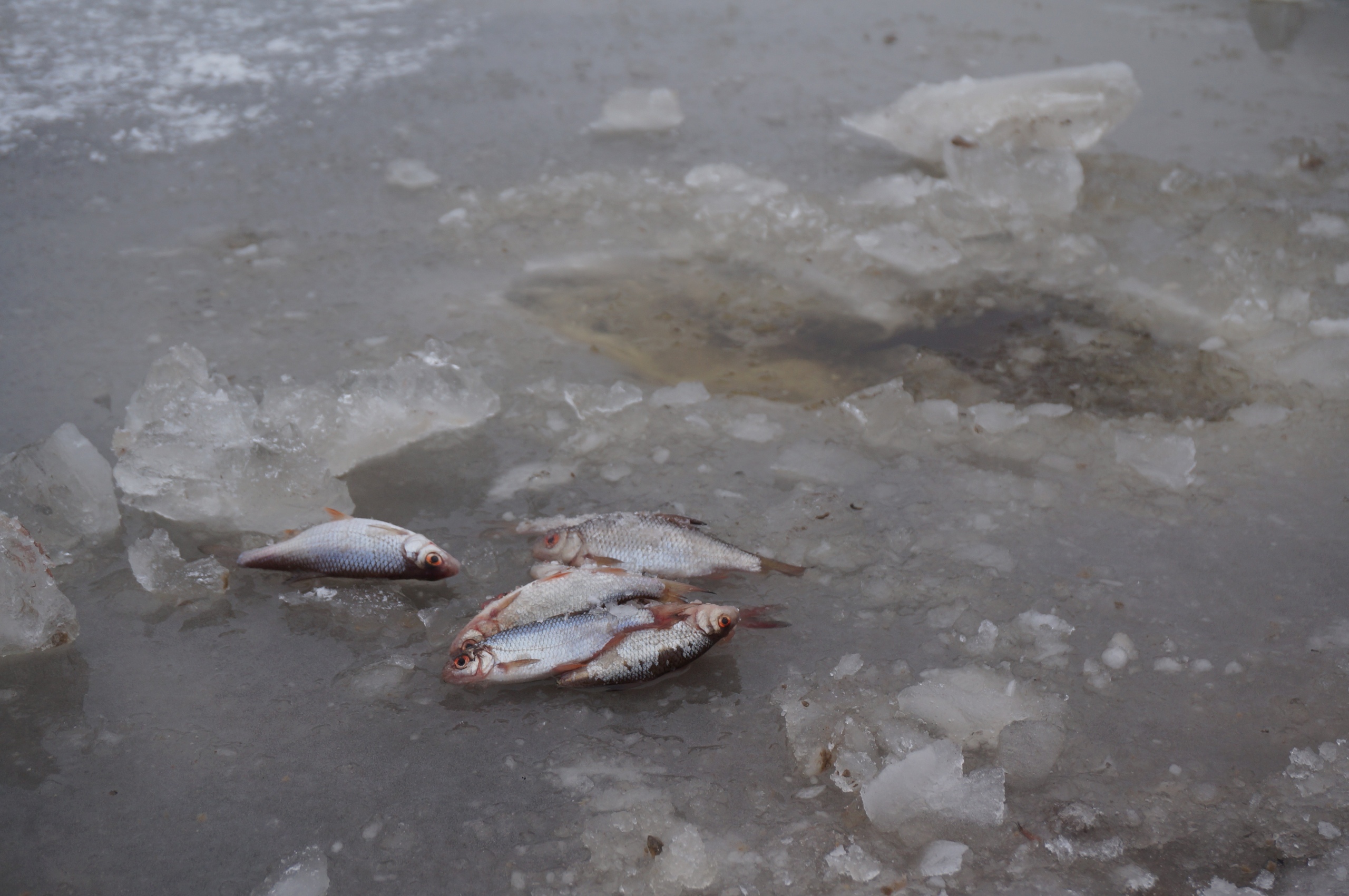В водоеме под Брянском заживо замерзла рыба