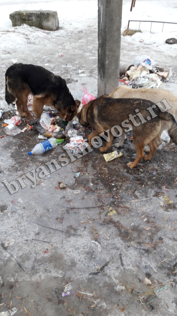 В Новозыбкове бродячие собаки атаковали стихийную свалку
