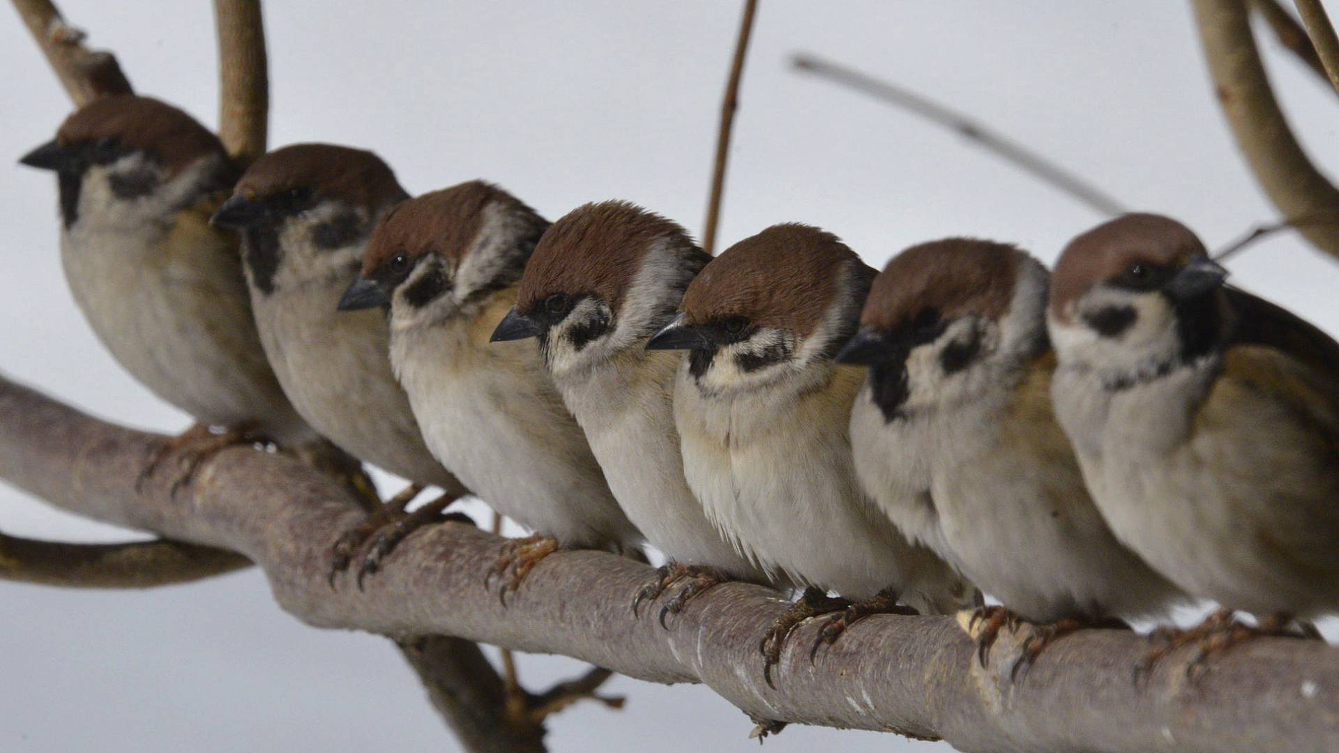 К кормушкам заповедника «Брянский лес» прилетают свыше десятка видов птиц