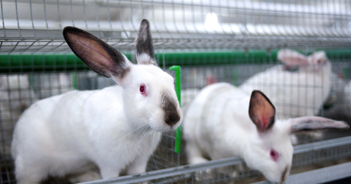 В Карачевском районе в кролиководческую ферму вложили миллиард рублей