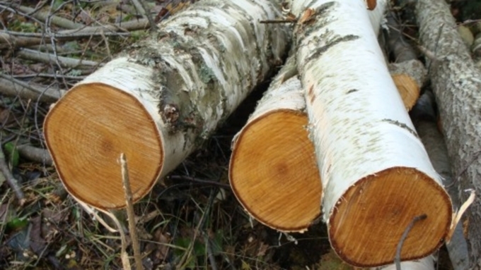 В Дубровском районе чёрный лесоруб вырубил 30 деревьев
