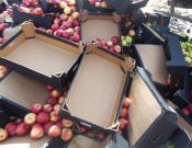 В Новозыбковском районе утилизировали более 11 тонн яблок