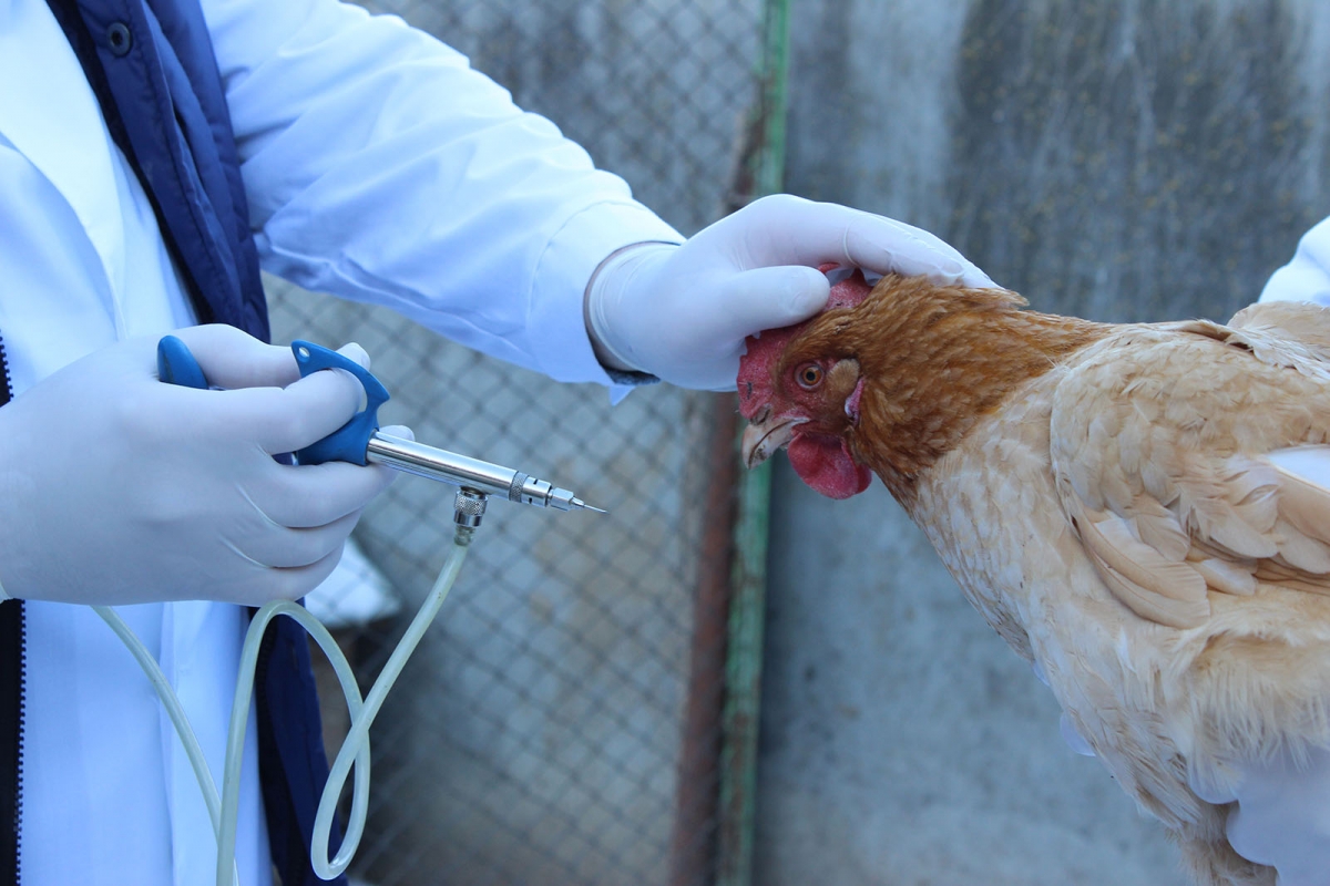 На Брянщине возрастает вероятность заноса птичьего гриппа