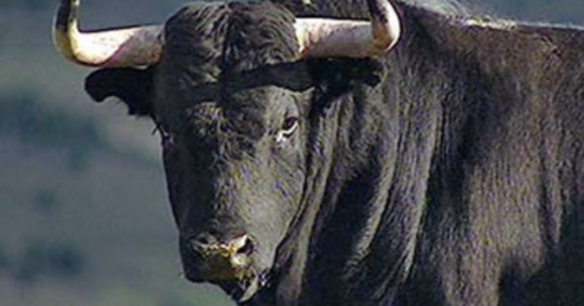 На брянской ферме мужчину покалечил бык
