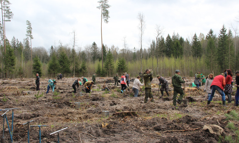 На Брянщине принялись за восстановление лесов: будет высажено 7 миллионов деревьев