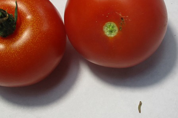 На Брянщину не пустили почти 20 тонн турецких томатов
