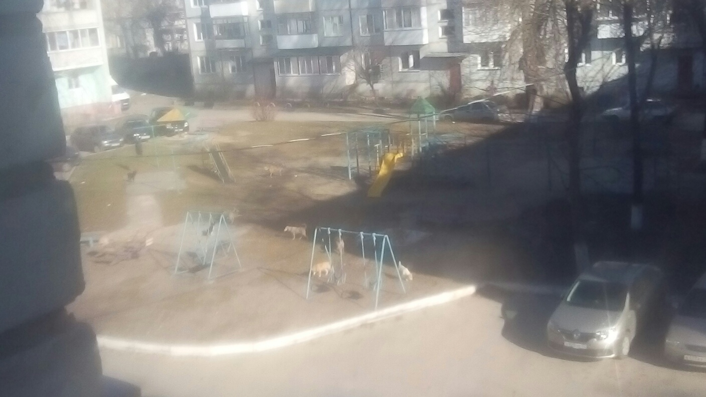 В Брянске на детской площадке вместо детей играют собаки