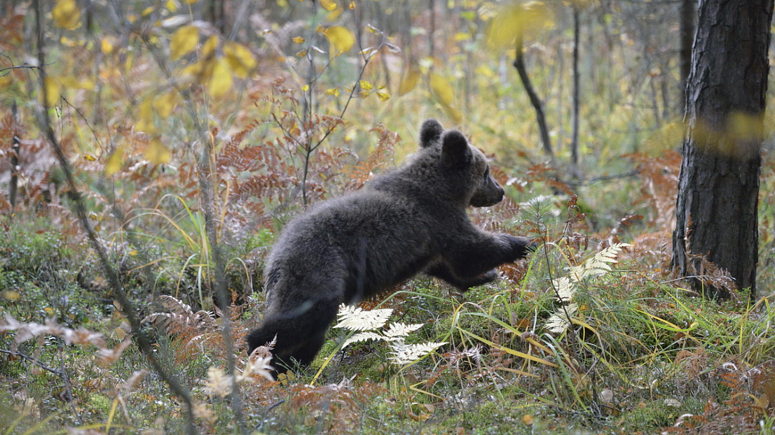13 медведей встретили весну в «Брянском лесу»