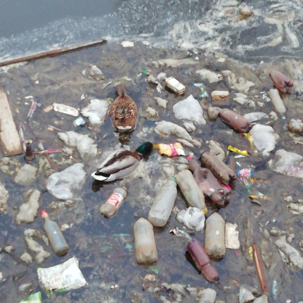 На озере в Новозыбкове утки плавают среди мусора