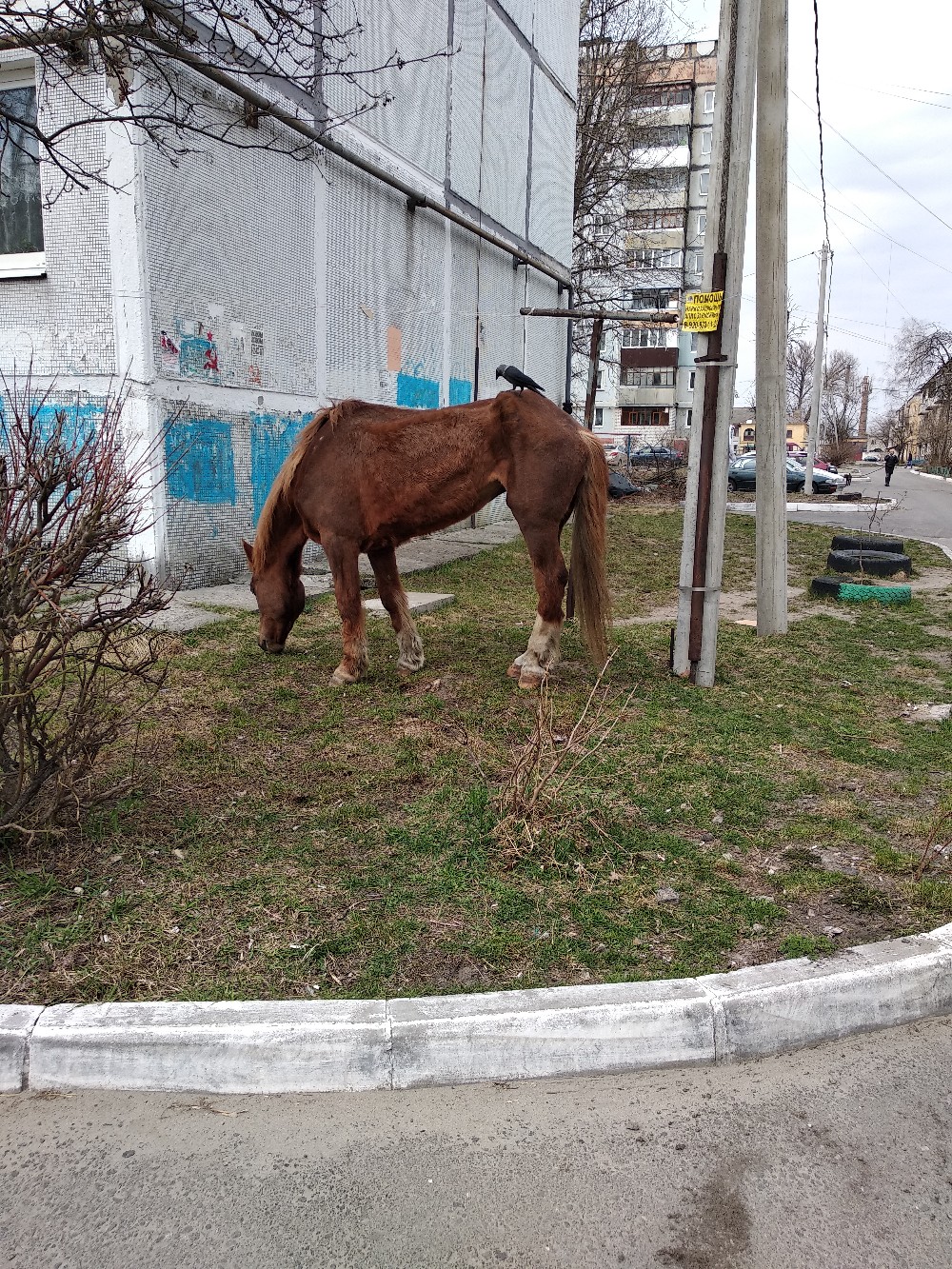 Продажа лошадей брянская